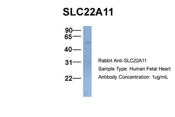 SLC22A11 Antibody