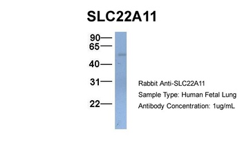 SLC22A11 Antibody