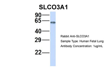SLCO3A1 Antibody
