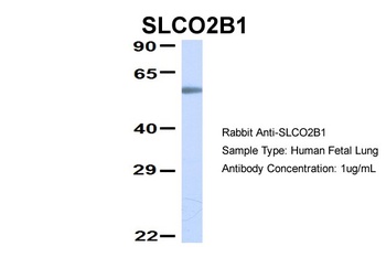 SLCO2B1 Antibody