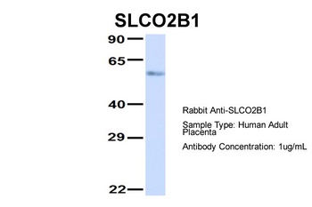 SLCO2B1 Antibody