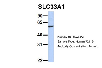 SLC33A1 Antibody