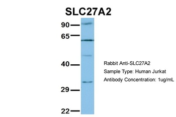 SLC27A2 Antibody