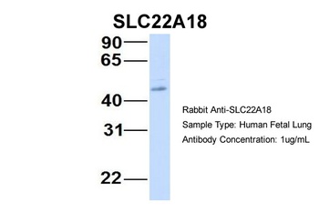 SLC22A18 Antibody