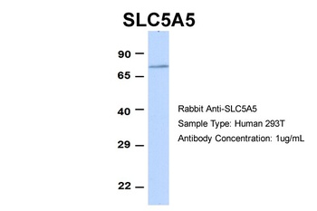 SLC5A5 Antibody