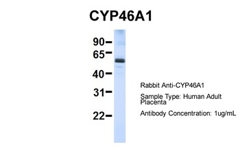 CYP46A1 Antibody