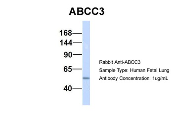 ABCC3 Antibody