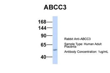 ABCC3 Antibody