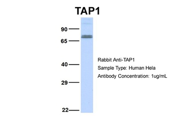 TAP1 Antibody