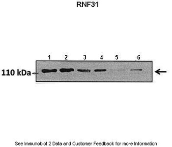 RNF31 Antibody