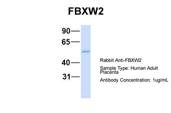 FBXW2 Antibody