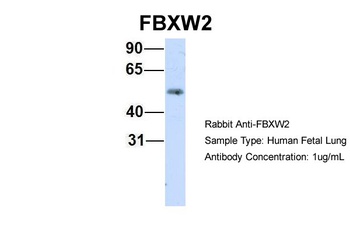 FBXW2 Antibody