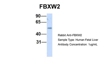 FBXW2 Antibody