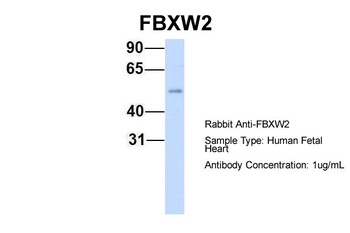 FBXW2 Antibody