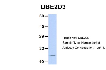 UBE2D3 Antibody