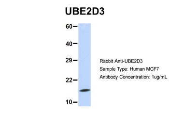UBE2D3 Antibody