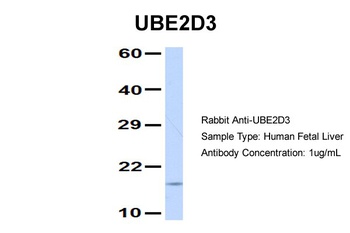 UBE2D3 Antibody