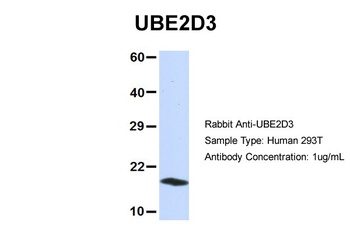 UBE2D3 Antibody