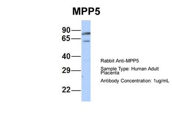 MPP5 Antibody