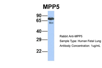 MPP5 Antibody