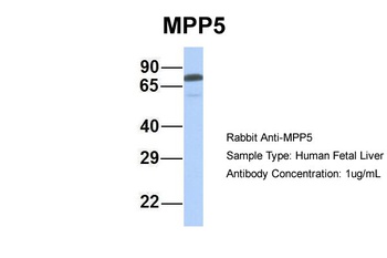 MPP5 Antibody