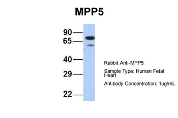 MPP5 Antibody