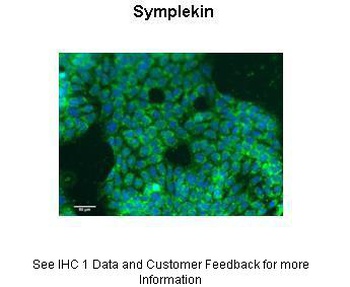 SYMPK Antibody