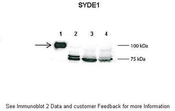 SYDE1 Antibody