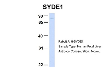 SYDE1 Antibody