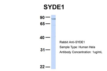 SYDE1 Antibody