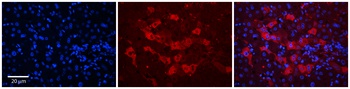 WDR23 Antibody
