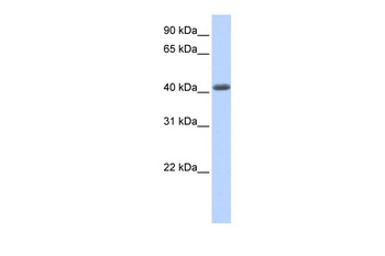 LRRC2 Antibody