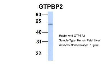 GTPBP2 Antibody