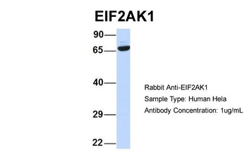 EIF2AK1 Antibody