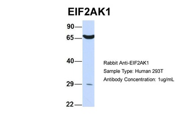 EIF2AK1 Antibody