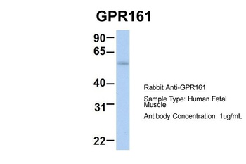 GPR161 Antibody
