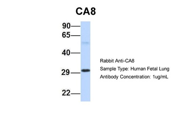 CA8 Antibody