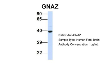 GNAZ Antibody