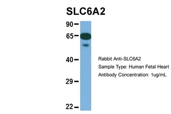 SLC6A2 Antibody
