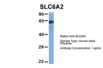 SLC6A2 Antibody