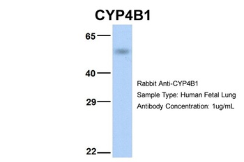 CYP4B1 Antibody