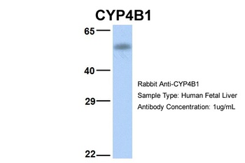 CYP4B1 Antibody