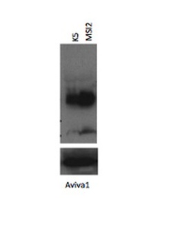 MSI2 Antibody