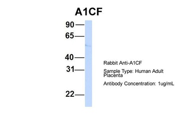 A1CF Antibody