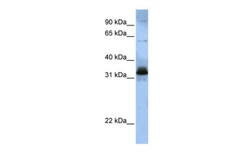 SRSF8 Antibody