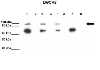 DGCR8 Antibody