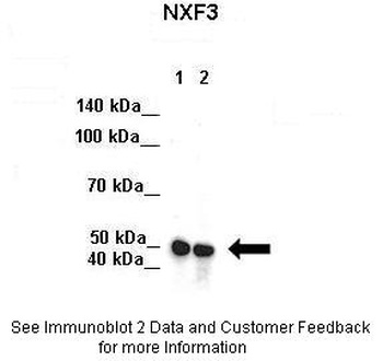 NXF3 Antibody