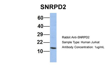 SNRPD2 Antibody