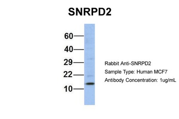 SNRPD2 Antibody