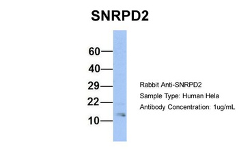 SNRPD2 Antibody